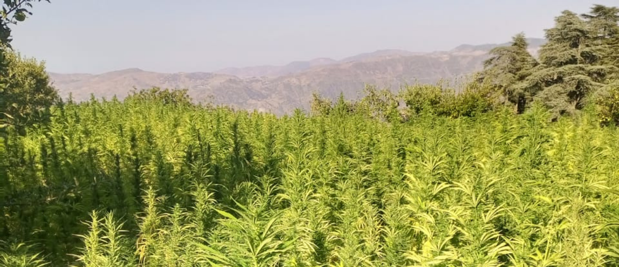 There's a Mountain in Morocco Where Everyone Grows Hash. The Locals Call It the Temple of the Plant. The Government Called It Illegal.