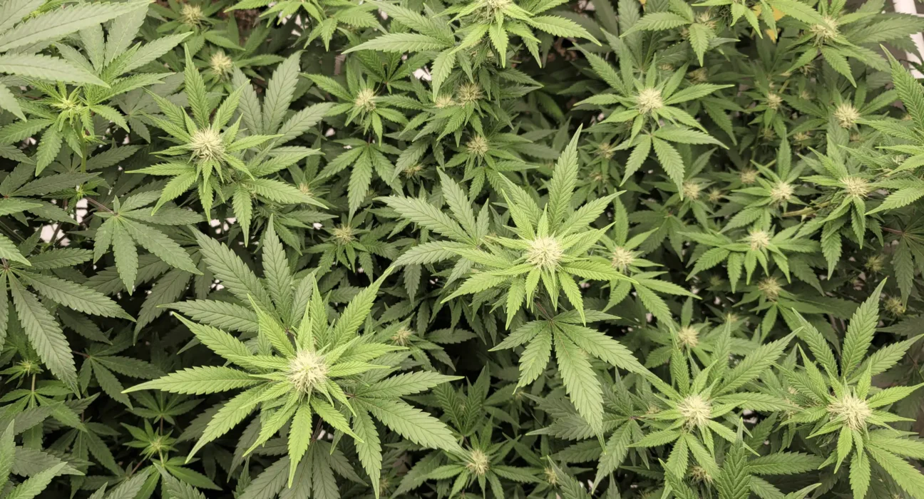 Vermont Governor Signs Bill To Double Legal Marijuana Possession Limit And Allow Interstate Commerce