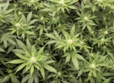 Vermont Governor Signs Bill To Double Legal Marijuana Possession Limit And Allow Interstate Commerce