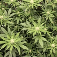 Vermont Governor Signs Bill To Double Legal Marijuana Possession Limit And Allow Interstate Commerce