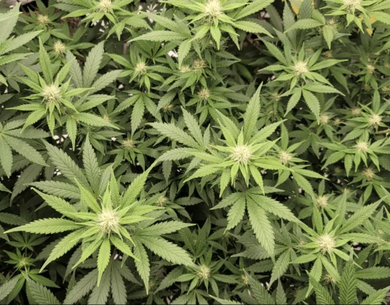 Vermont Governor Signs Bill To Double Legal Marijuana Possession Limit And Allow Interstate Commerce