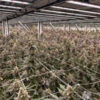 Why Architectural Clarity Has Become Essential for Cannabis Operators