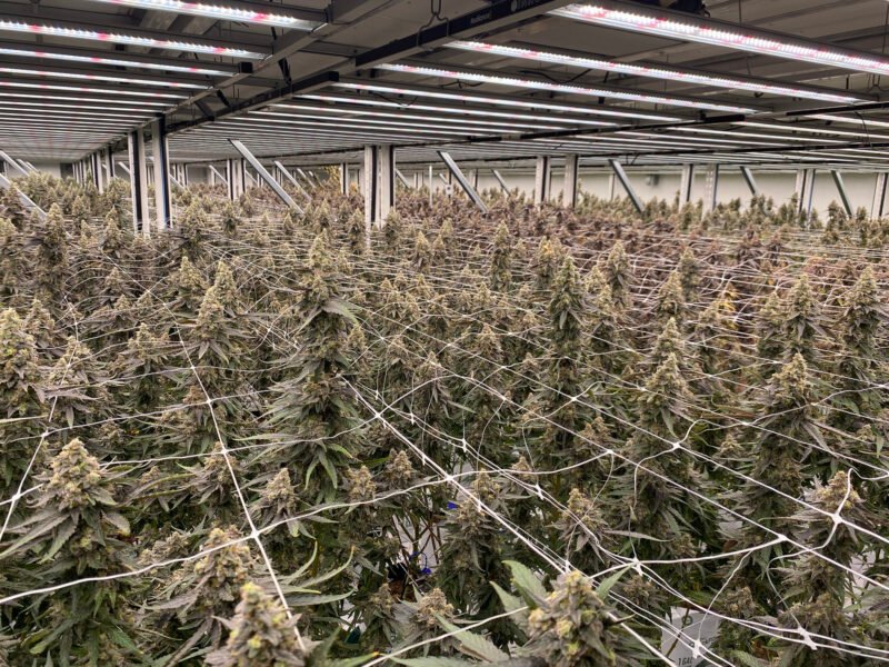 Why Architectural Clarity Has Become Essential for Cannabis Operators