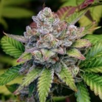 Why Serious Growers Stay Loyal to Hypno Seeds