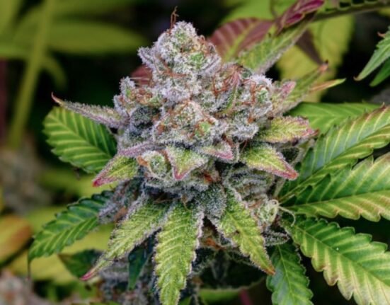 Why Serious Growers Stay Loyal to Hypno Seeds