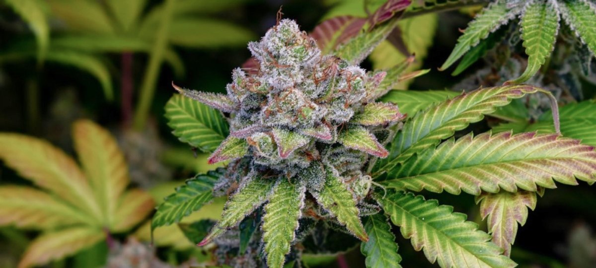 Why Serious Growers Stay Loyal to Hypno Seeds