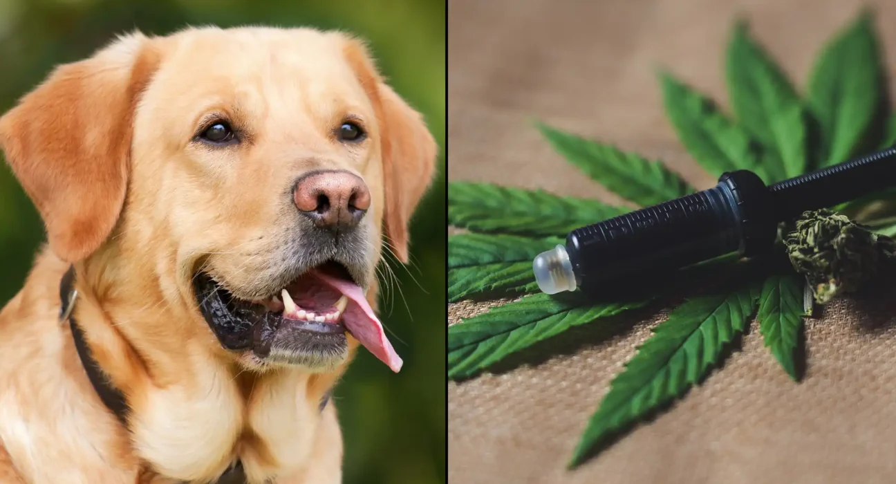 Adding Hemp To Dog Food Improves Digestive Health, New Study Shows