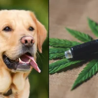 Adding Hemp To Dog Food Improves Digestive Health, New Study Shows