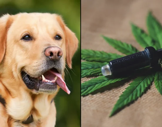 Adding Hemp To Dog Food Improves Digestive Health, New Study Shows