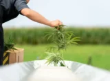 Alabama Officials Hold Hearing On Whether To Reschedule Marijuana In Line With Trump's Federal Move