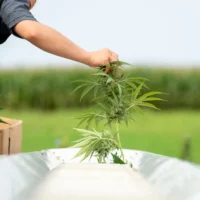 Alabama Officials Hold Hearing On Whether To Reschedule Marijuana In Line With Trump's Federal Move