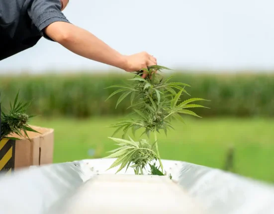 Alabama Officials Hold Hearing On Whether To Reschedule Marijuana In Line With Trump's Federal Move
