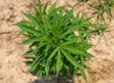 America at 250: Why Hemp Deserves a Place in the Nation's Next Industrial Chapter