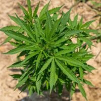 America at 250: Why Hemp Deserves a Place in the Nation's Next Industrial Chapter