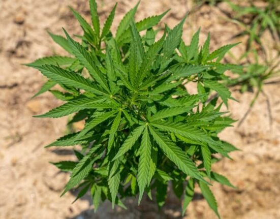 America at 250: Why Hemp Deserves a Place in the Nation's Next Industrial Chapter