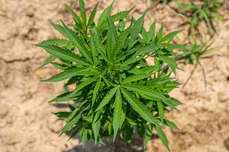 America at 250: Why Hemp Deserves a Place in the Nation's Next Industrial Chapter
