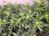 Arkansas GOP Governor And Democratic Challenger Agree On Opposing Marijuana Legalization
