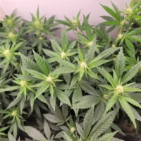 Arkansas GOP Governor And Democratic Challenger Agree On Opposing Marijuana Legalization