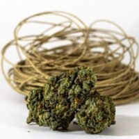 Beyond 0.3%: Why Hemp's Future May Depend on Regulating Purpose Instead of THC