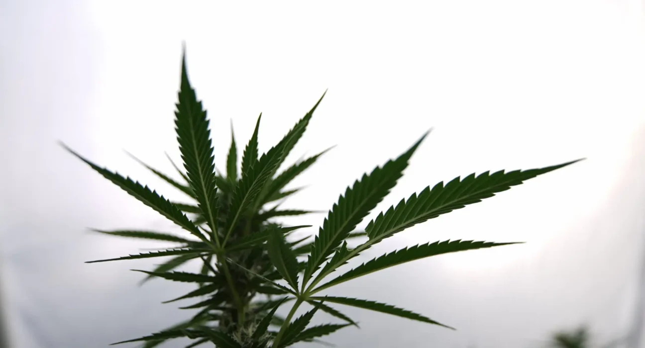 California's Top Marijuana Regulator Says Local Bans 'Benefit' Illicit Market, With 97% Of Busts In Counties Without Legal Growers