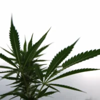 California's Top Marijuana Regulator Says Local Bans 'Benefit' Illicit Market, With 97% Of Busts In Counties Without Legal Growers