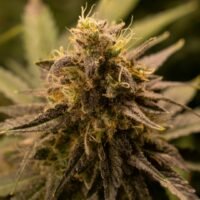 Cannabis Culture Needs Collaboration
