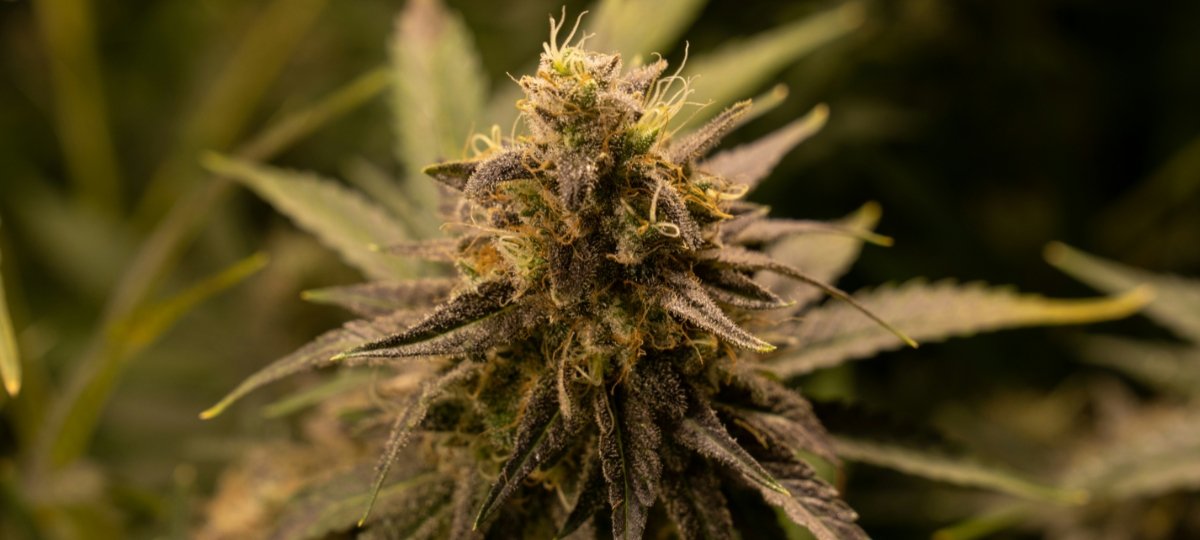 Cannabis Culture Needs Collaboration