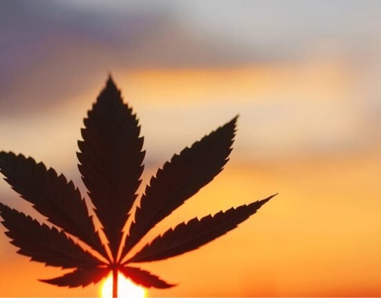 martin jelsma cannabis