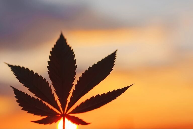 martin jelsma cannabis
