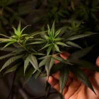 Craft Cannabis Got Priced Out