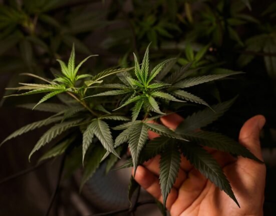 Craft Cannabis Got Priced Out
