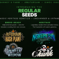 Eight Cannabis Legends Return in Regular-Seed Form