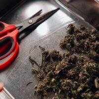 Five Years and $100,000 Later, New York Finally Let Me Sell Weed