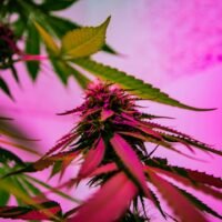 From Pelvic Pain to Pleasure: The Case for Cannabis as Women's Medicine.