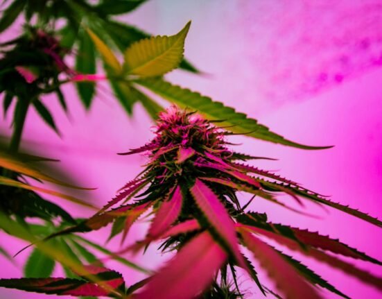 From Pelvic Pain to Pleasure: The Case for Cannabis as Women's Medicine.