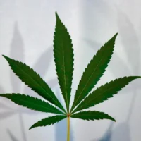 Iowa Democratic Lieutenant Governor Candidate Defends Marijuana Legalization Plan From Criticism