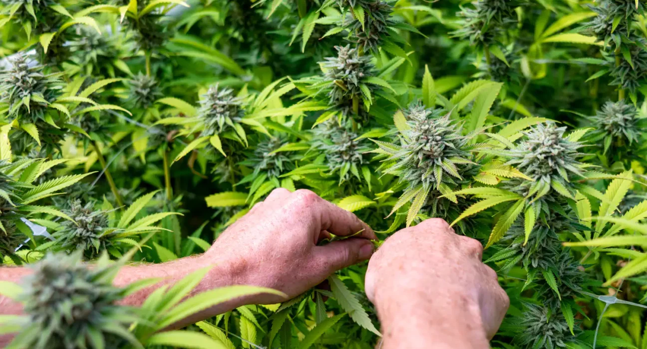 Medical Marijuana Is 'Effective' In Providing Relief To Patients With Restless Legs Syndrome, Study Shows
