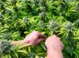 Medical Marijuana Is 'Effective' In Providing Relief To Patients With Restless Legs Syndrome, Study Shows