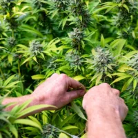 Medical Marijuana Is 'Effective' In Providing Relief To Patients With Restless Legs Syndrome, Study Shows