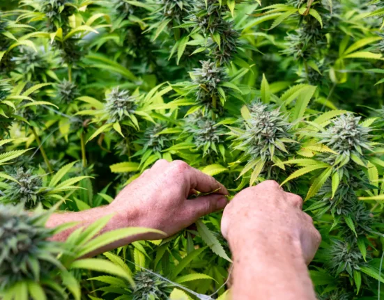 Medical Marijuana Is 'Effective' In Providing Relief To Patients With Restless Legs Syndrome, Study Shows