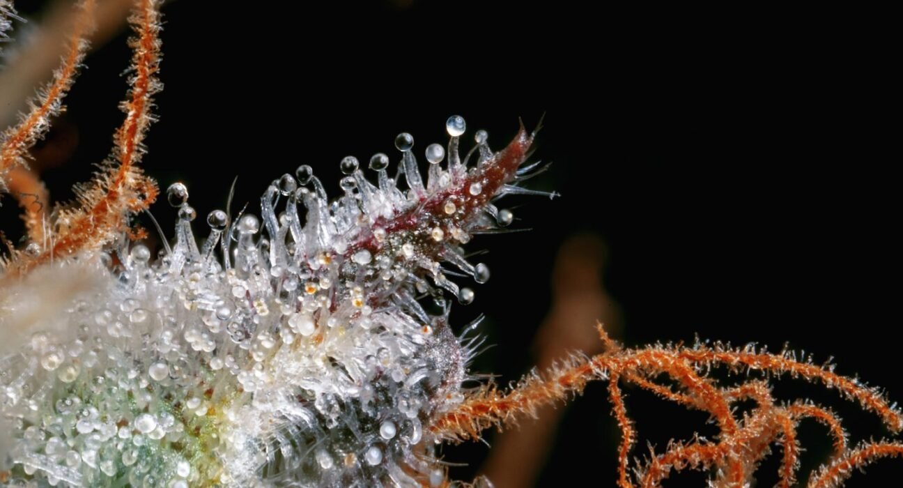100% More THC = 15% Stronger High. So Why Did Weed Spend 30 Years Chasing the Number?