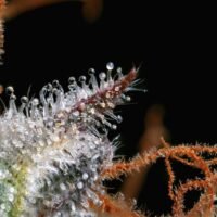 100% More THC = 15% Stronger High. So Why Did Weed Spend 30 Years Chasing the Number?