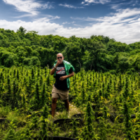 Can Jamaica’s Cannabis Permits Help Legacy Growers?