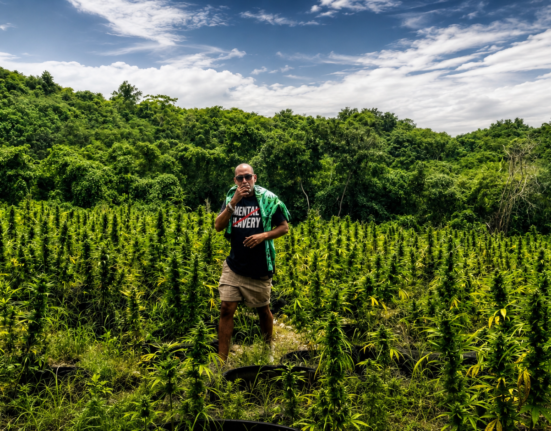 Can Jamaica’s Cannabis Permits Help Legacy Growers?