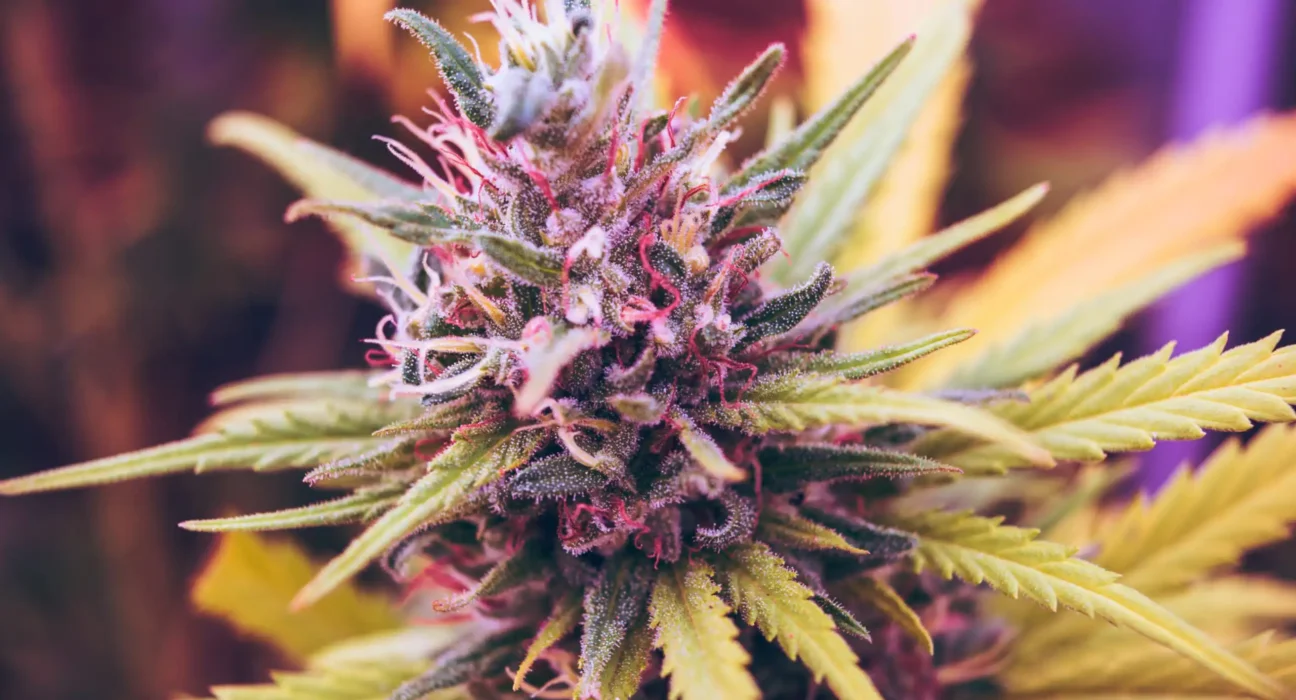 Medical Marijuana Improves Pain, Sleep And Anxiety In Women With Endometriosis While Also Reducing Opioid Use, Study Shows