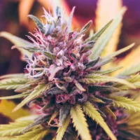 Medical Marijuana Improves Pain, Sleep And Anxiety In Women With Endometriosis While Also Reducing Opioid Use, Study Shows