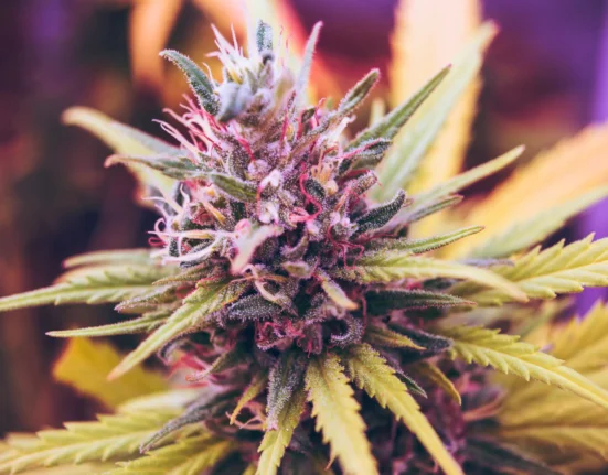 Medical Marijuana Improves Pain, Sleep And Anxiety In Women With Endometriosis While Also Reducing Opioid Use, Study Shows