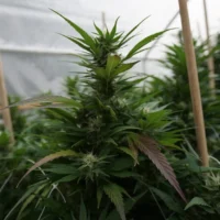 New Hampshire Lawmakers Override Governor's Veto Of Bill Allowing Medical Marijuana Cultivation In Greenhouses
