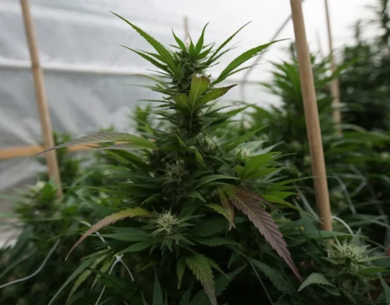 New Hampshire Lawmakers Override Governor's Veto Of Bill Allowing Medical Marijuana Cultivation In Greenhouses