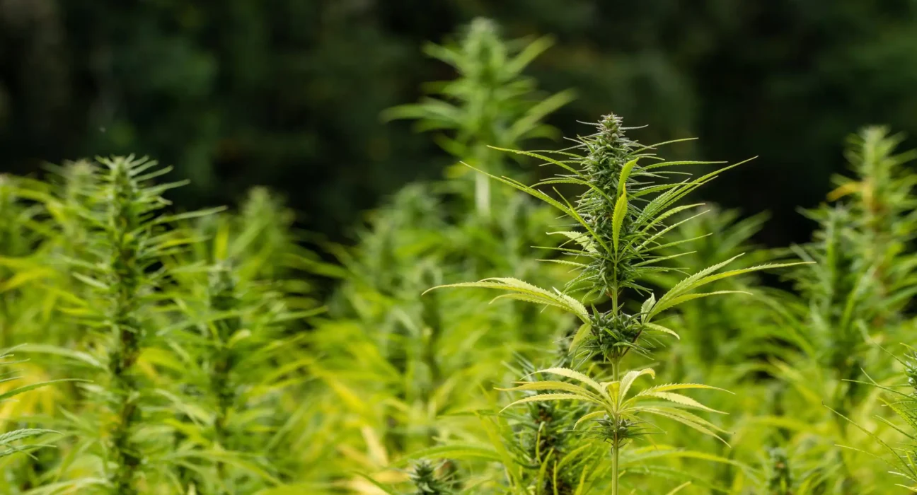 Texas Officials Are Facing A Federal Lawsuit Over New Hemp Product Restrictions